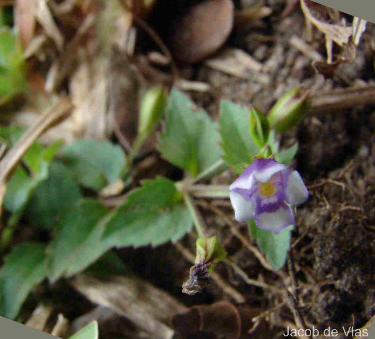 Torenia crustacea (L.) Cham. & Schltdl.